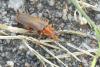 Cantharis livida